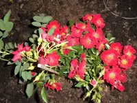 Bilda002.webp