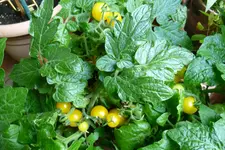Balcony Yellow.webp
