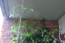 Black Cherry oberer Pflanzenteil.webp