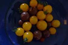 Ernte.webp
