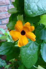 Susanne orange.webp