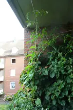 Winden.webp