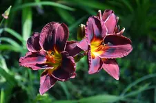 DSC_4919.webp