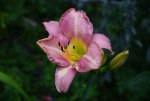 DSC_4954.JPG
