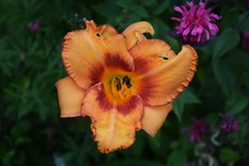 DSC_4955.webp