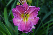 DSC_4970.webp