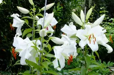 DSCF3072.webp
