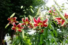 DSCF3080.webp