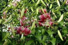 DSCF3074.webp