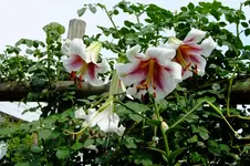 DSCF3075.webp