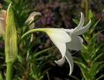 Garten_Amaryllis_weiss_grün_Wassertropfen_makro_700.JPG