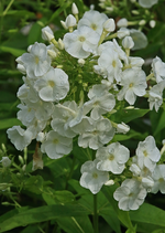 Phlox_weiss_Wassertropfen_makro_700.webp