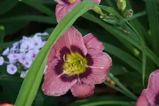 Allways Afternoon.webp