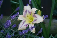 Destined to See.webp