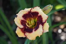 Footlosse Fancy.webp