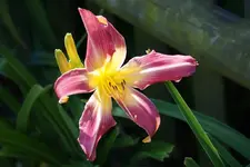 Lake Norman Spider.webp