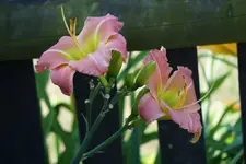 No Name 412_3.webp