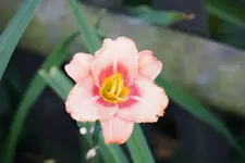 No Name 412_5.webp