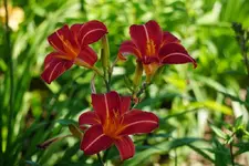 Nyron Rose.webp