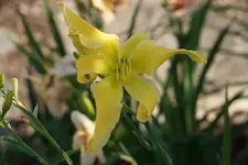 Sachsen Yellow Angel.webp