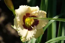 Siloam Ury Winnifor.webp