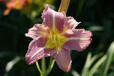 Smgl Biene.webp