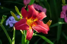 Violett Hour.webp