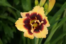 Berleyer Plappertasche.webp