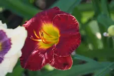 Beyond Eden.webp