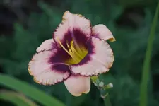 Daring Deception.webp