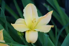 Fringe of Gold.webp
