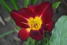 Rot von Siegi.webp