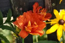 Sachsen Red Double.webp
