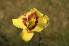 Smlg Albert 14_08.webp