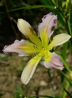 7Lovelylight.webp