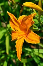 7orangerspider.webp
