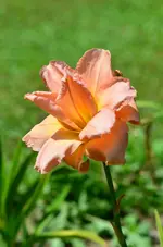 7PeggyBass.webp