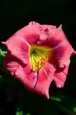 a244.webp