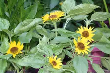 garten 138.webp