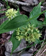 Unbekannte_Blume_5896_2.webp
