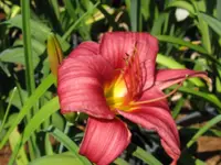 baby betsy_1024x768.webp