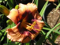 courting trubble_1024x768.webp