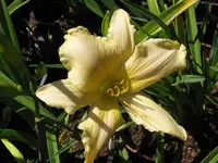 four star_1024x768.webp