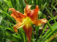 narrentanz1_1024x768.webp