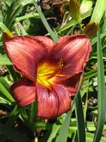 tamarine1_576x768.webp
