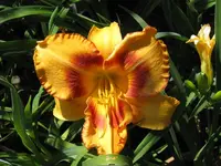 all fired up viell_1024x768.webp