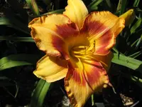 exotic isle3_1024x768.webp