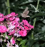 Windenschwärmer im Anflug.webp