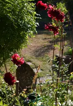 Dahlien Abendsonne.webp