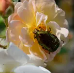 213.webp